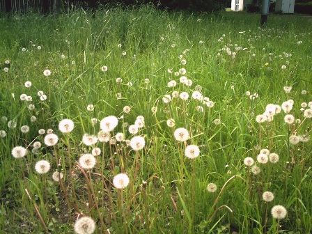 pict0113_re2.jpg