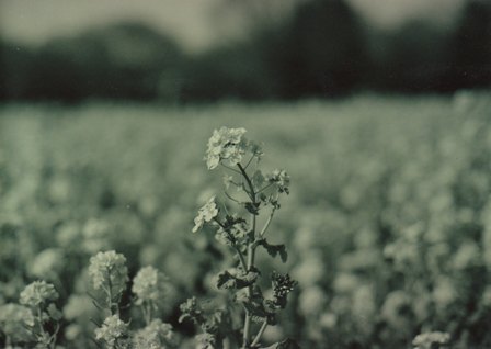 菜の花