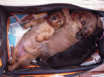 DSCN2330.jpg