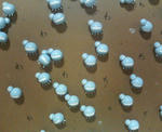P1000037.JPG