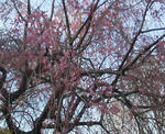 その脇のしだれ桜