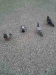 hato.jpg
