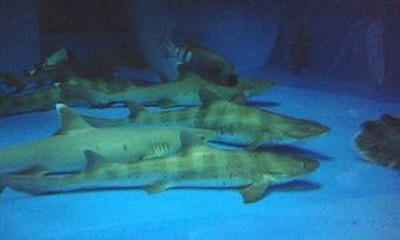 sharks.jpg