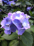 紫陽花