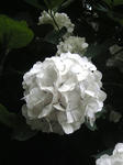 紫陽花2