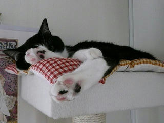 P1100435.jpg