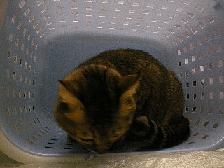 72b018b5.gif