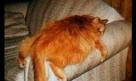 cat_funny_pictures.jpg