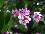 大ぶりの花です