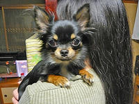 dog01.jpg