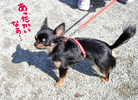 dog08.jpg