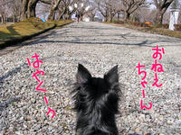 dog09.jpg