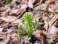 P3250240.jpg