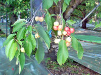 P1000007.jpg