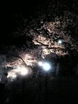sakura090410.jpg