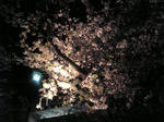 sakura090410-2.jpg