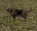 dog.jpg