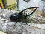 neputyu-nnookabuto.jpg
