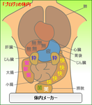 体内メーカー