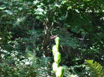 DSC00177.JPG