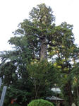 DSC00964.JPG