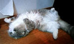PA0_0090.JPG