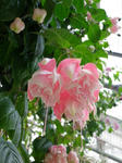 2011051307.JPG