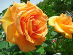 2011051311.JPG
