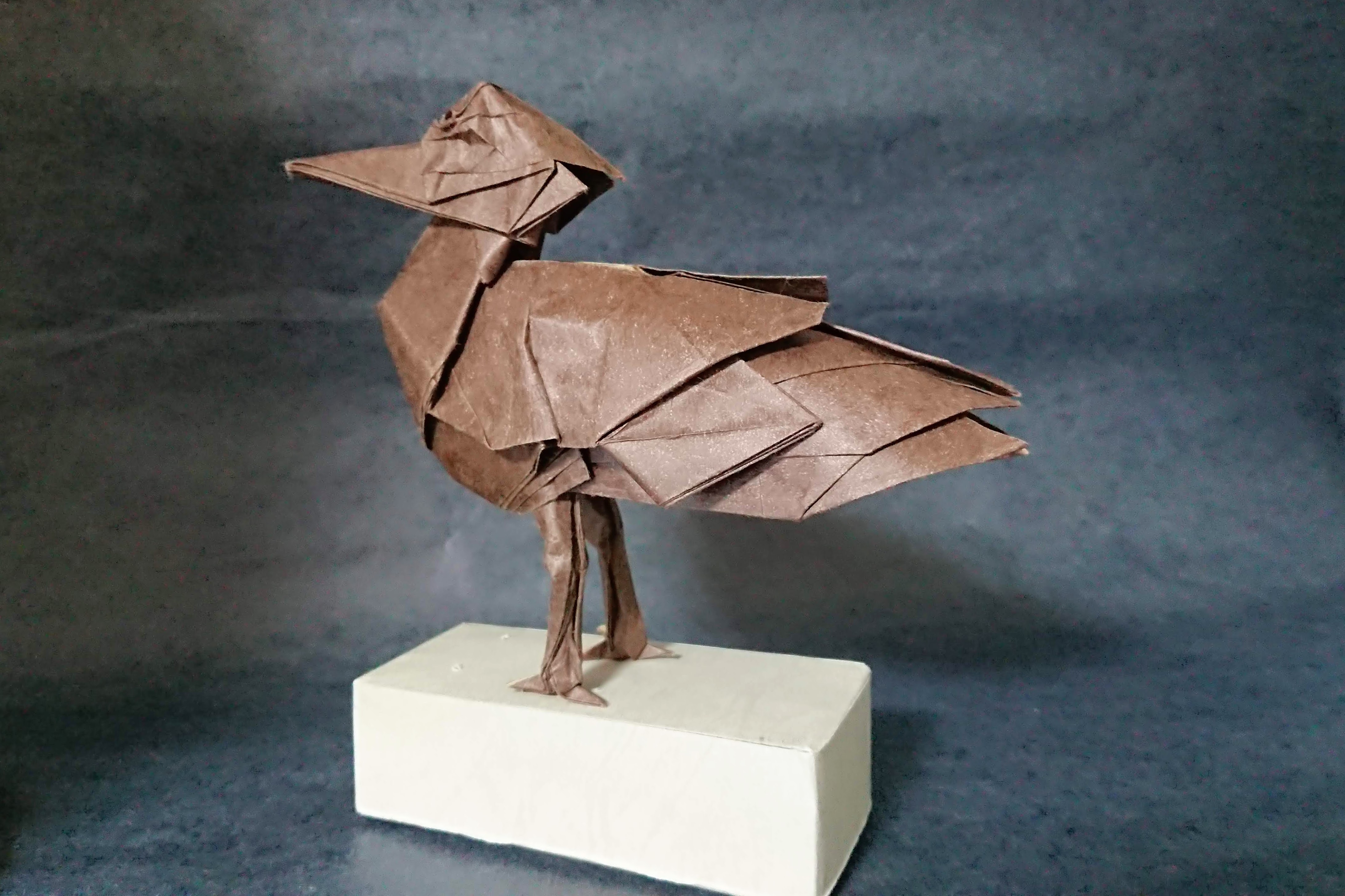 シュモクドリ後ろ