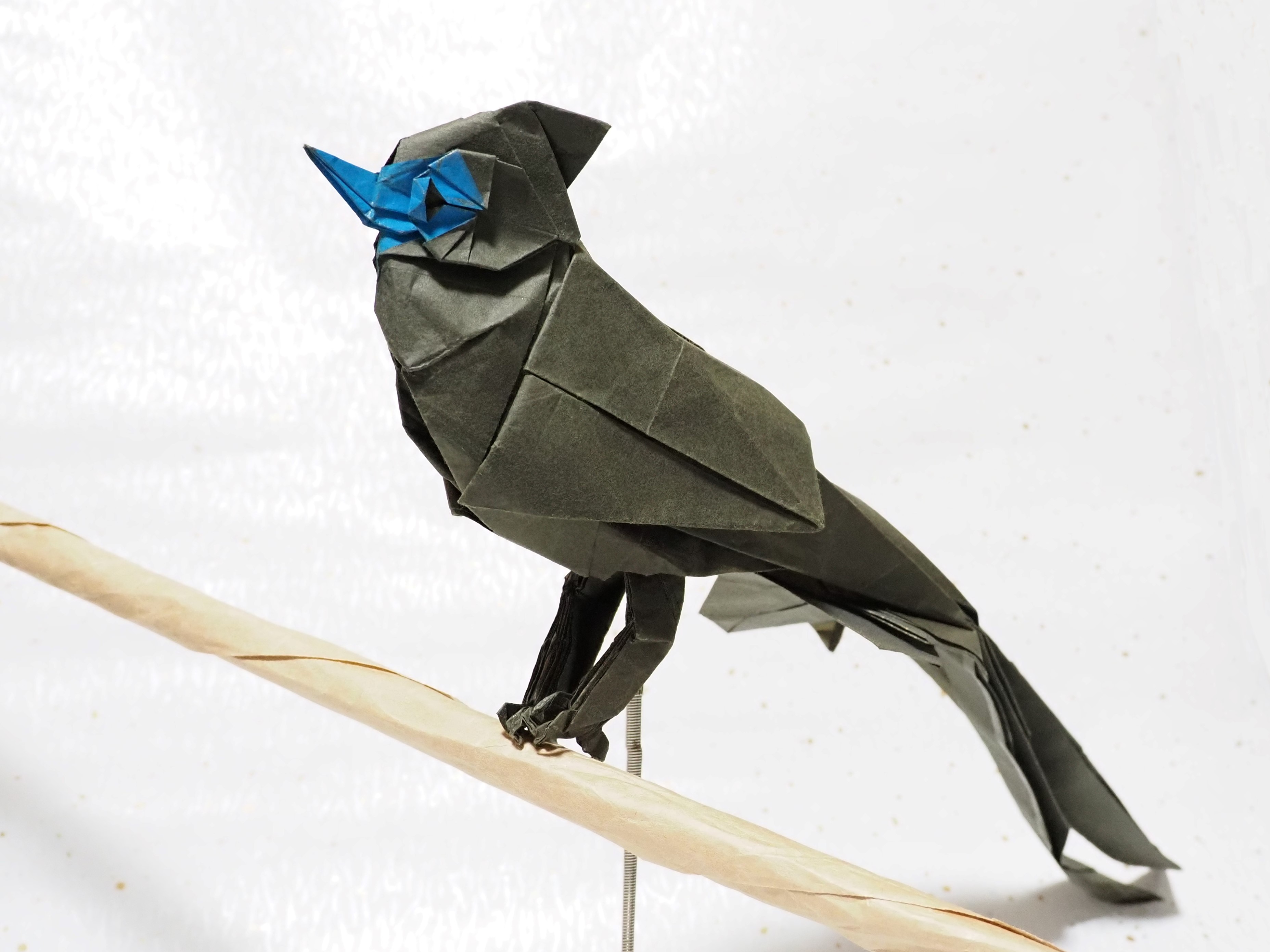 サンコウチョウ