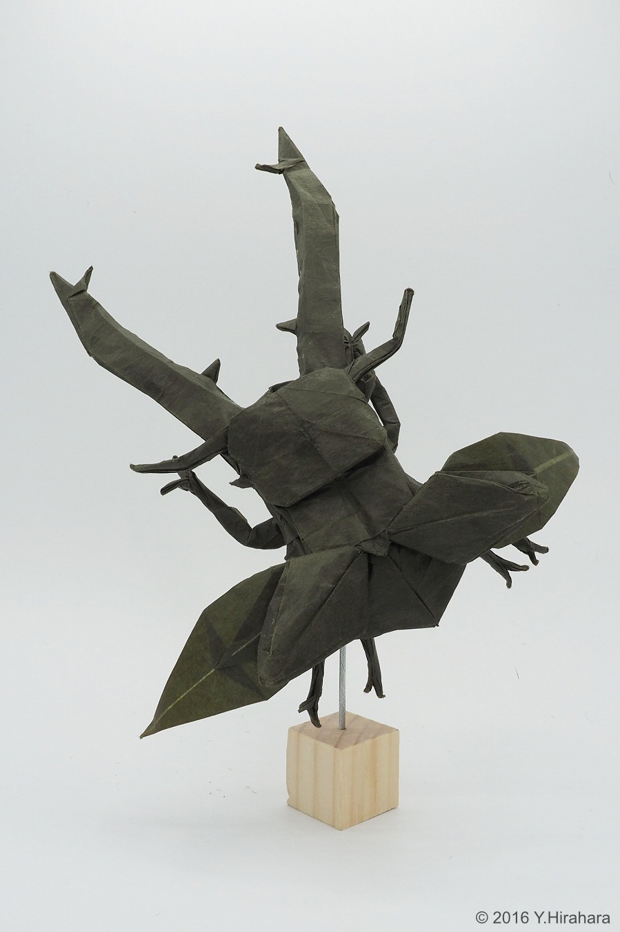 フタマタクワガタ