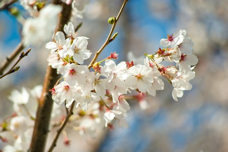 桜とか桃とか