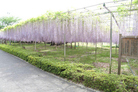 青葉園の藤