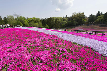芝桜の丘に行ってきた