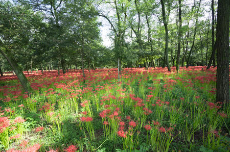 巾着田の曼珠沙華（彼岸花）