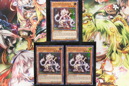 TRAPTRIX GENLISEAの入手