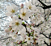 sakura2008.jpg