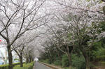 桜のトンネル