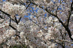 桜満開