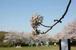 桜