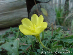 20071125e.jpg