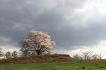 matsuosakura