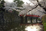 hirosakijo3