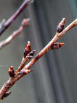 啓翁桜の花芽