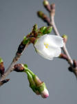 おしどり桜　開花