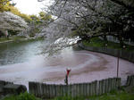 桜の湖面