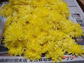 kiku01.jpg