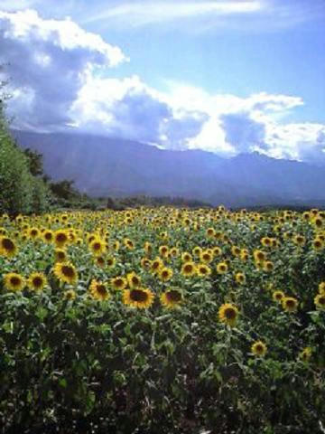 himawaribatake.JPG