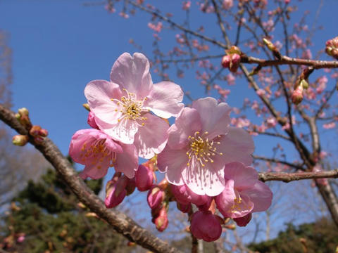 河津桜