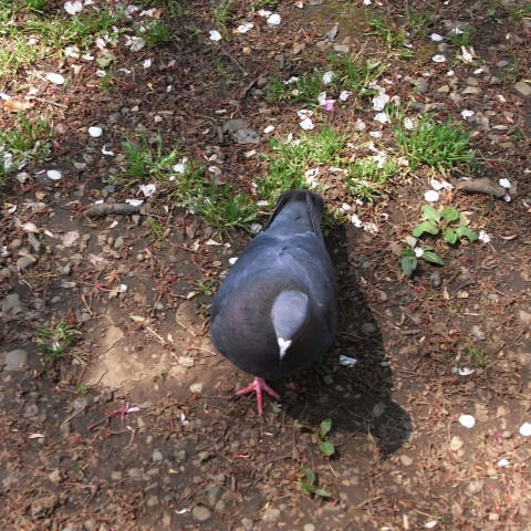 はとぽっぽ